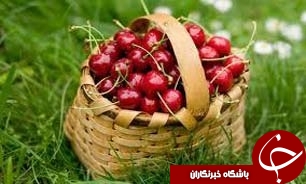 آغاز برداشت گیلاس از باغات گلستان