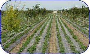 توصیه به باغداران مازندران برای جلوگیری از ریزش محصول مرکبات