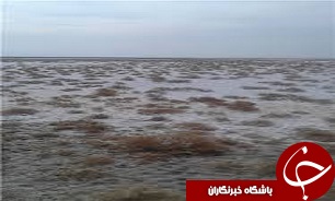 بازدید تشکلهای زیست محیطی از تالاب الله آباد