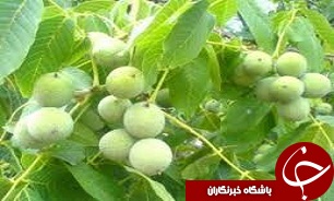 مشارکت در پیوند درختان گردو با ژنتیکهای برتر در شهرستان البرز