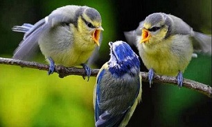 آخر، من از دست این خانواده بدبین و زودباور چه کنم؟!