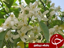 پایان برداشت شکوفه‌های بهار نارنج در گیلان
