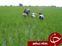 وجین 80 درصد از شالیزارهای گیلان