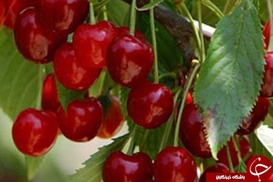 آغاز برداشت گیلاس از باغ های گیلان