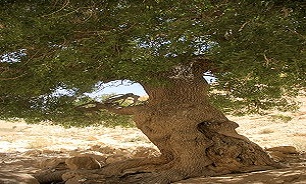 شیره گیری از درختان دارویی و خوراکی در ایلام ممنوع است