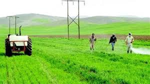 آغاز مبارزه با سن پوره غلات در20 هکتاراز زمین های کشاورزی شهرستان رزن