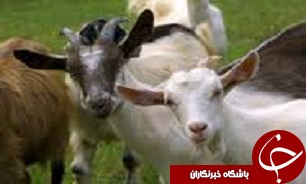 واردات 750 رأس بز و گوسفند از کشور فرانسه