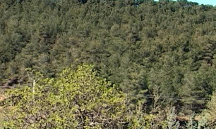 ماجرای جا به‌ جایی درختان سرخه حصار + فیلم