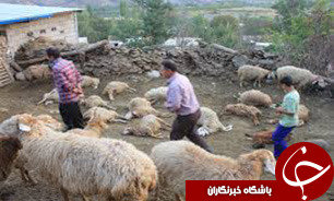 50 راس گوسفند در حمله گرگها تلف شدند