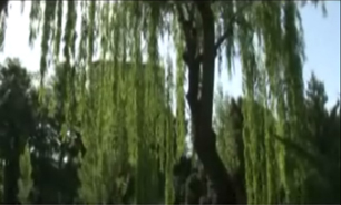 روش جدید برای خلاصی از شر درختان + فیلم