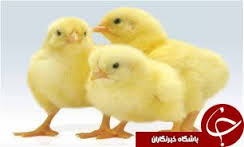 تولد 4 جوجه گنجشک در آشیانه ای از جنس ماشین