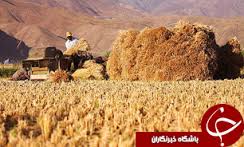 خرید بیش از 7 هزار تن گندم و جو تضمینی از کشاورزان خراسان جنوبی