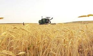 خرید شش هزار و 750 تُن گندم و جو از کشاورزان بانه ای