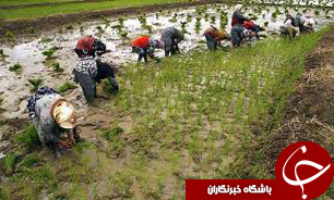 آغاز کاشت شالی در 1600هکتار از اراضی نسق آزادشهر