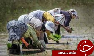 نشاء برنج در شالیزارهای استان قزوین آغاز شد