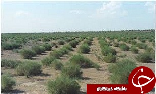 عامل انسانی دلیل بیش از ۹۵ درصد آتش سوزی های مراتع قزوین