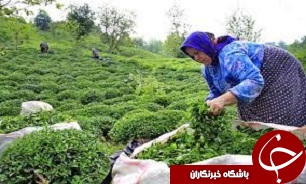 طرح توانمندسازی زنان روستایی در قزوین اجرا می شود