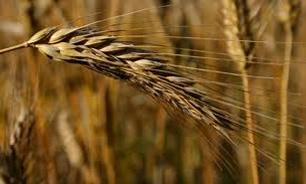 خریداری بیش از 50هزار تن گندم از گندمکاران مازندرانی