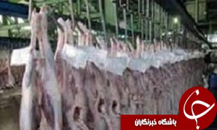 طرح کد رهگیری بر روی فرآورده های خام دامی شهرستان آوج درج می شود