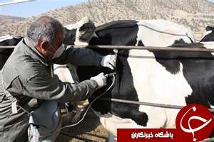 واکسیناسیون دام علیه لمپی اسکین در دشت آزادگان