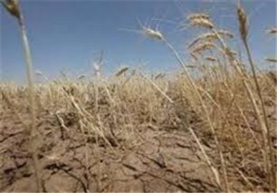 کاهش بارندگی وخسارت برای کشاورزان