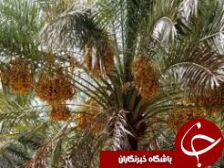 پدیده گرد و غبار تهدیدی برای نخلستان های خوزستان