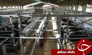تولید روزانه 1300 تن شیر در استان