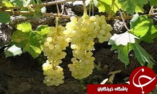 تجهیزات ایستگاه‌ تحقیقاتی انگور تاکستان به‌روز شود