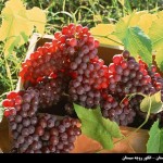 برداشت بیش از60 درصد انگور یاقوتی درسیستان وبلوچستان