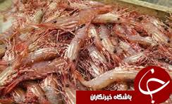 تولید 80 درصد میگوی در گلستان