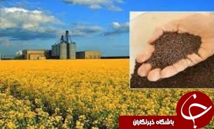 آغاز برداشت کلزا در استان قزوین