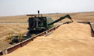 ورود هر گونه گندم وارداتی ممنوع است
