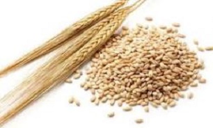 خريد تضمينی 55 هزار تن جو در خراسان رضوی