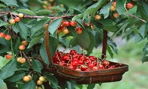 کاهش توليد گيلاس در خراسان شمالی