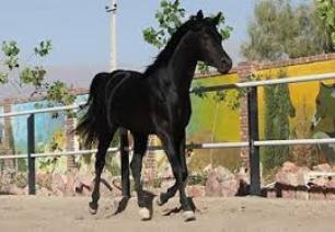 پرورش اسب اصيل عرب در خوزستان