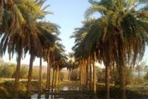 احیاء نخیلات آبادان و خرمشهر