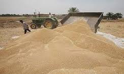 خرید بیش از 6هزارتن گندم از گندمکاران خراسان شمالی