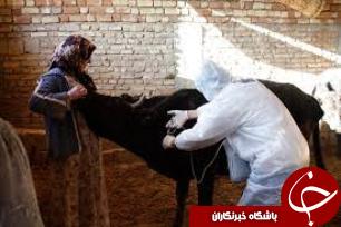 پایان طرح واکسیناسیون دام در خوزستان