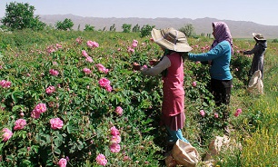 برداشت گل محمدی از 35 هکتار گلزارهای فريدن