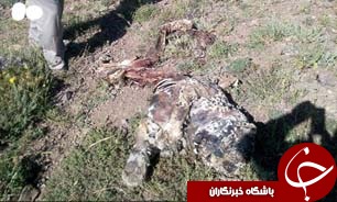 کشف لاشه یک پلنگ در زنجان + تصاویر
