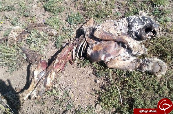 کشف لاشه یک پلنگ در زنجان