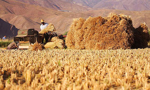 آغاز خريد تضمینی جو از کشاورزان همدان