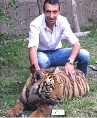عنایتی در آغوش ببر+عکس