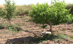 آبیاری تحت فشار در روستای پیره یوسفیان شهرستان اهر