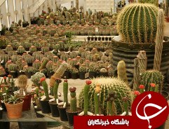 بهشت کاکتوس های آستارا مقصد گردشگران و محققان