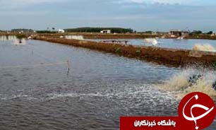 رشد 60 درصدی ذخیره سازی بچه میگو در گلستان