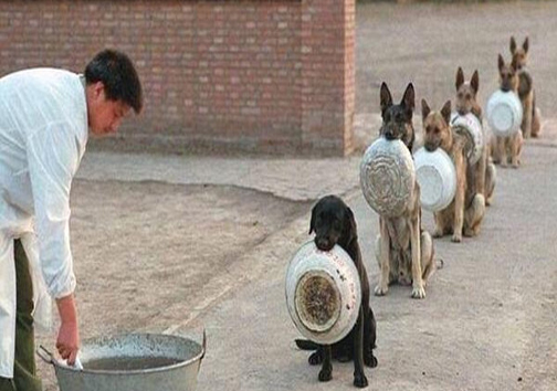 سگ ها در صف غذا +عکس