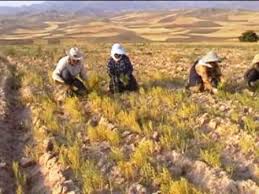 رونمایی از سند توسعه بخش کشاورزی در مشگین شهر