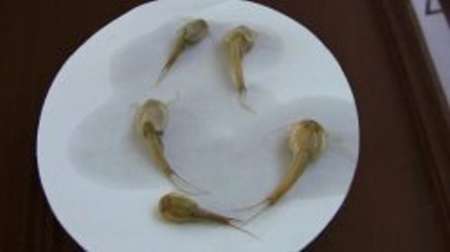 مشاهده یک گونه نادر آبزی در شهرستان گناباد
