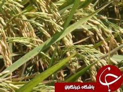 آغاز نخستین خوشه زنی برنج هفته آینده در گیلان
